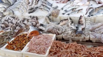 سعر السمك اليوم ارتفاع 4 أصناف بينها البلطي مقابل انخفاض 10 جنيهات في قشر البياض والجمبري 1